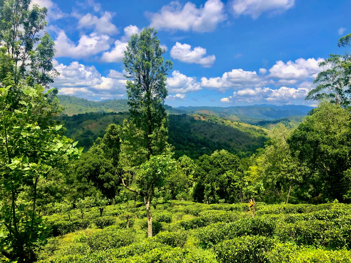Sri Lankan tea-country landscape