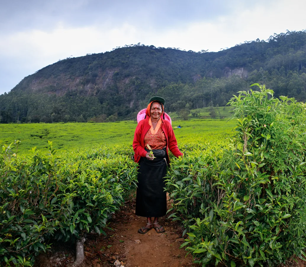 Sri Lankan tea plantation tour
