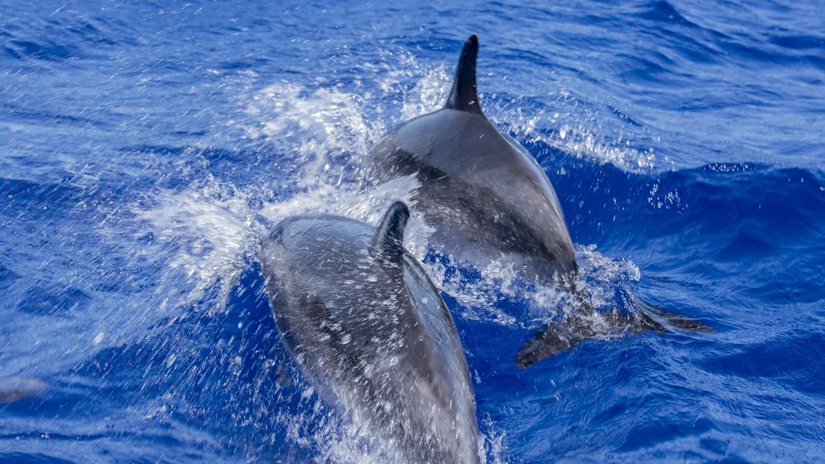 Whale and dolphin watching in Sri Lanka