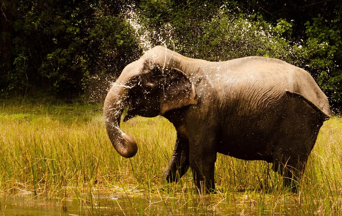 Wild elephant safari in Sri Lanka