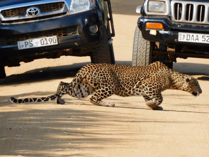 Sri Lankan leopard in Yala National Park